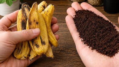 Adubo orgânico: como casca de banana e borra de café transformam seu jardim