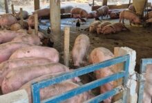 Agrodefesa interdita abatedouro ilegal em Rialma com 86 suínos e aplica multa superior a R$ 12 mil