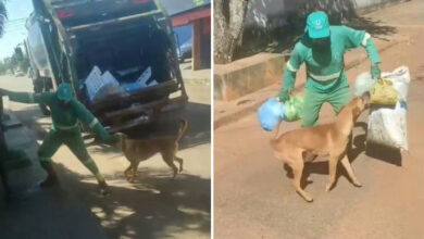 Cachorro caramelo conquista a internet ao interagir com rotina de gari em Goiás