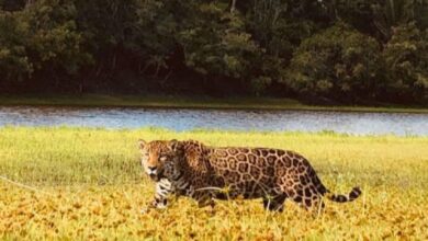 Mati, a onça-pintada que brilhou em Pantanal, espera filhotes no Cerrado