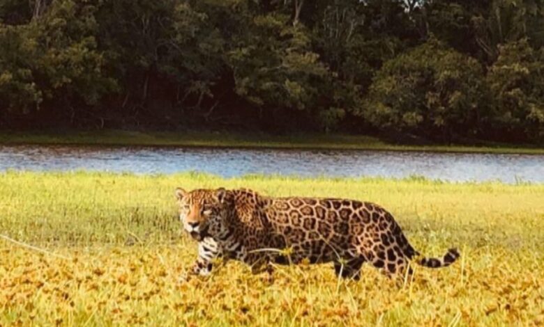 Mati, a onça-pintada que brilhou em Pantanal, espera filhotes no Cerrado