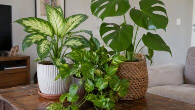 Plantas tóxicas em casa: saiba quais espécies exigem cautela redobrada