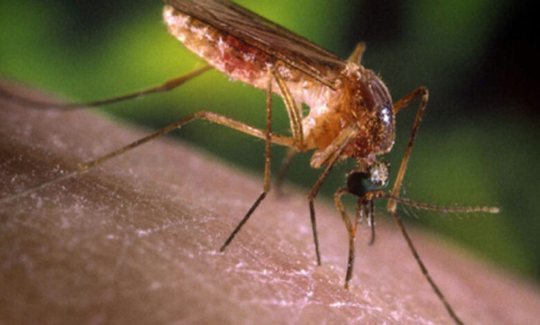 São Paulo registra primeiros casos de febre do Nilo Ocidental em humanos