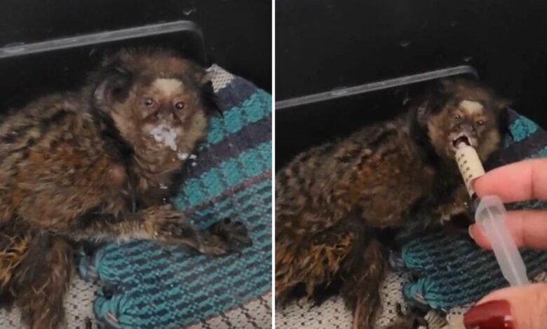 Veterinária resgata sagui após choque elétrico em fiação urbana de Anápolis