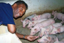 A vida longe dos gramados: o refúgio de Pelé em sua vasta fazenda no interior de São Paulo