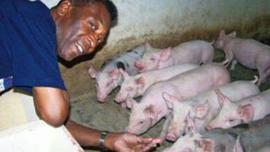 A vida longe dos gramados: o refúgio de Pelé em sua vasta fazenda no interior de São Paulo