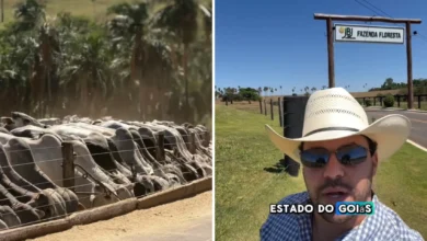 Agrônomo revela fazenda de gado modelo em Goiás com impressionante rebanho de 20 mil cabeças