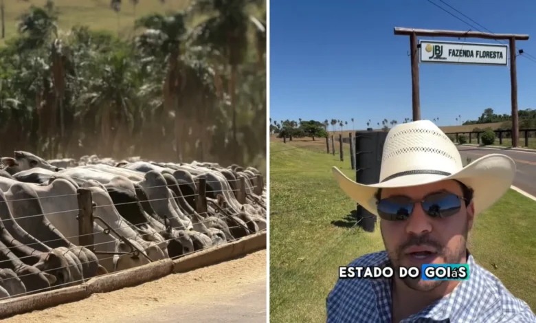 Agrônomo revela fazenda de gado modelo em Goiás com impressionante rebanho de 20 mil cabeças