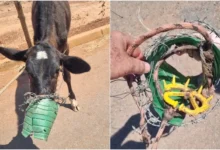 Bezerra é resgatada com arame farpado e galão presos à boca em Goiás