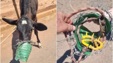 Bezerra é resgatada com arame farpado e galão presos à boca em Goiás