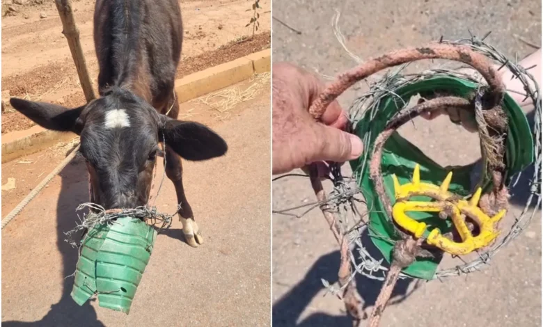 Bezerra é resgatada com arame farpado e galão presos à boca em Goiás