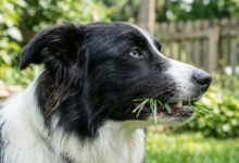 Cachorro comendo grama: entenda o que o hábito revela sobre a saúde do seu pet