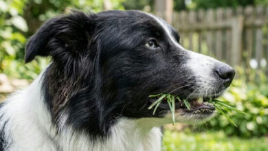 Cachorro comendo grama: entenda o que o hábito revela sobre a saúde do seu pet