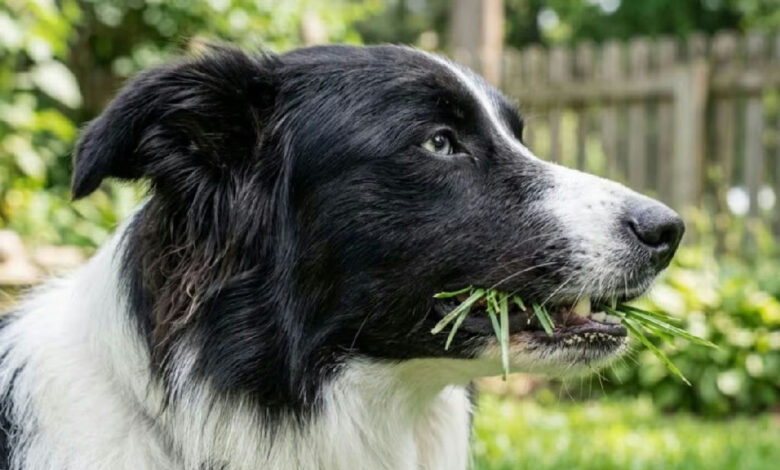 Cachorro comendo grama: entenda o que o hábito revela sobre a saúde do seu pet