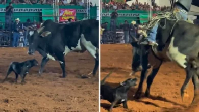 Cadela invade arena de rodeio em Goiás e surpreende público ao enfrentar touro