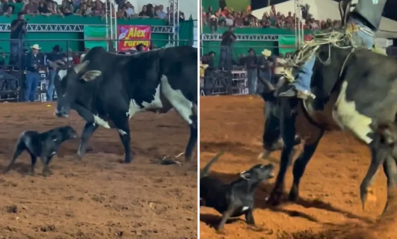 Cadela invade arena de rodeio em Goiás e surpreende público ao enfrentar touro