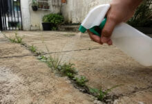 Como eliminar o mato entre pisos com solução caseira e evitar o retorno rápido