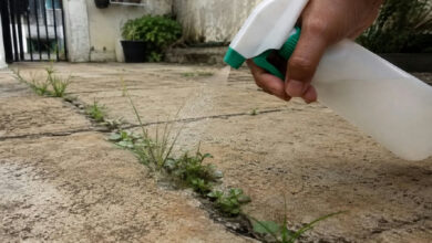 Como eliminar o mato entre pisos com solução caseira e evitar o retorno rápido