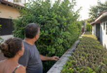 Conflito entre vizinhos: o limite legal para o corte de cercas-vivas e árvores