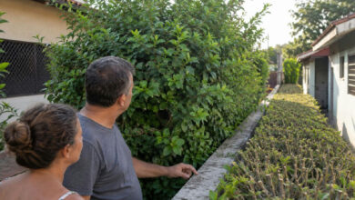 Conflito entre vizinhos: o limite legal para o corte de cercas-vivas e árvores