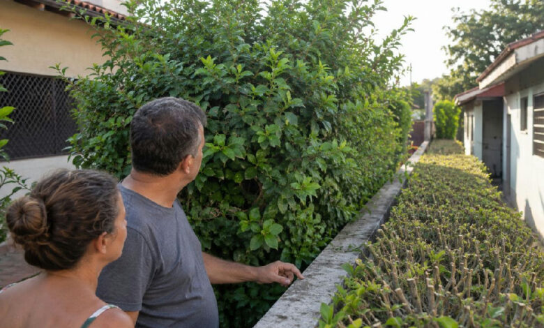 Conflito entre vizinhos: o limite legal para o corte de cercas-vivas e árvores