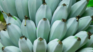 Conheça a banana azul que surpreende com sabor de baunilha e raridade no cultivo global