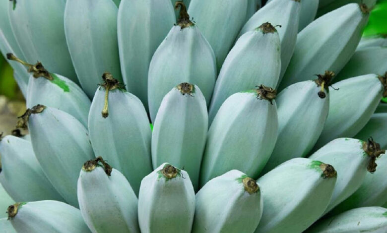 Conheça a banana azul que surpreende com sabor de baunilha e raridade no cultivo global
