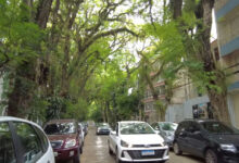 Conheça a rua brasileira que abriga um túnel verde de 156 árvores