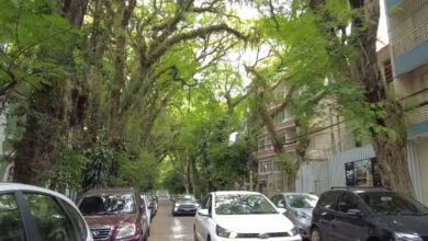 Conheça a rua brasileira que abriga um túnel verde de 156 árvores