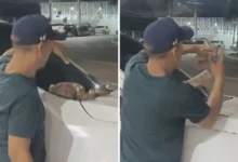 Coragem e risco: homem remove jiboia de capô de caminhonete em Goiânia