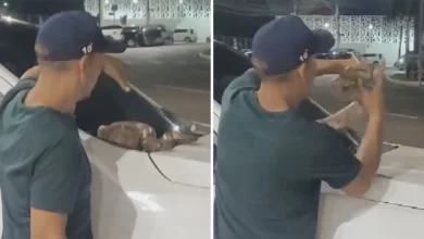 Coragem e risco: homem remove jiboia de capô de caminhonete em Goiânia