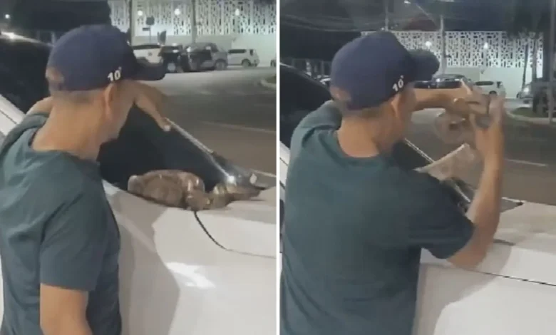 Coragem e risco: homem remove jiboia de capô de caminhonete em Goiânia