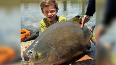 Criança de 4 anos impressiona ao fisgar tambacu de 25 kg em Goiás