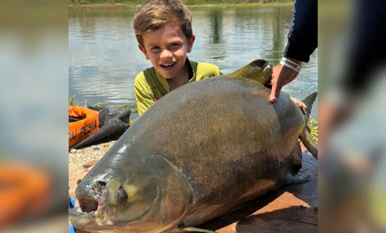 Criança de 4 anos impressiona ao fisgar tambacu de 25 kg em Goiás