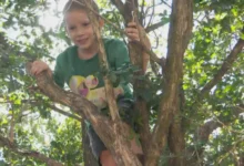 Criança de 6 anos mobiliza buscas em Goiânia e é encontrada dormindo em árvore