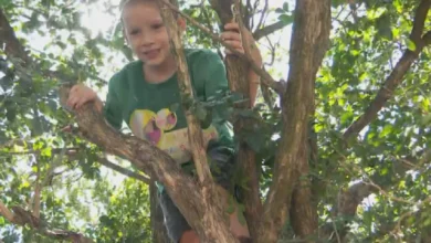 Criança de 6 anos mobiliza buscas em Goiânia e é encontrada dormindo em árvore