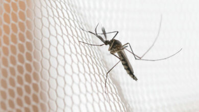Dengue avança no noroeste de São Paulo e acende alerta em autoridades de saúde
