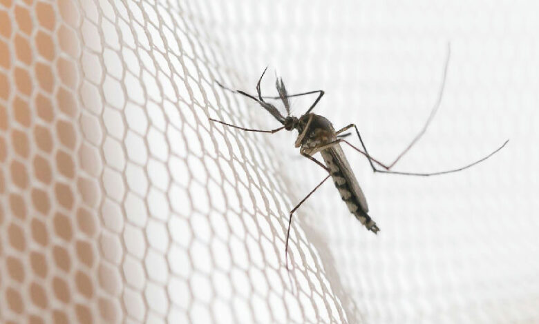 Dengue avança no noroeste de São Paulo e acende alerta em autoridades de saúde