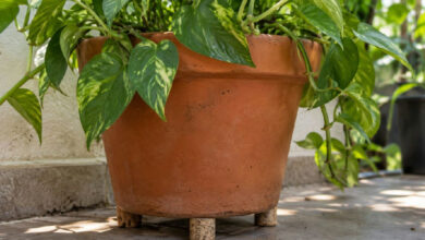 Drenagem em vasos: como rolhas de cortiça podem salvar suas plantas do excesso de umidade