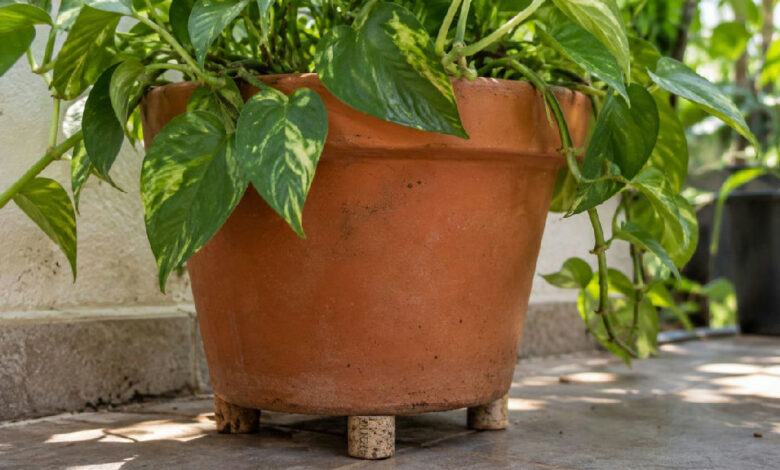 Drenagem em vasos: como rolhas de cortiça podem salvar suas plantas do excesso de umidade