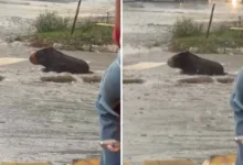 Engano viral: corretor de imóveis confunde tronco com capivara em meio à chuva em Goiânia