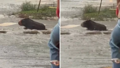 Engano viral: corretor de imóveis confunde tronco com capivara em meio à chuva em Goiânia