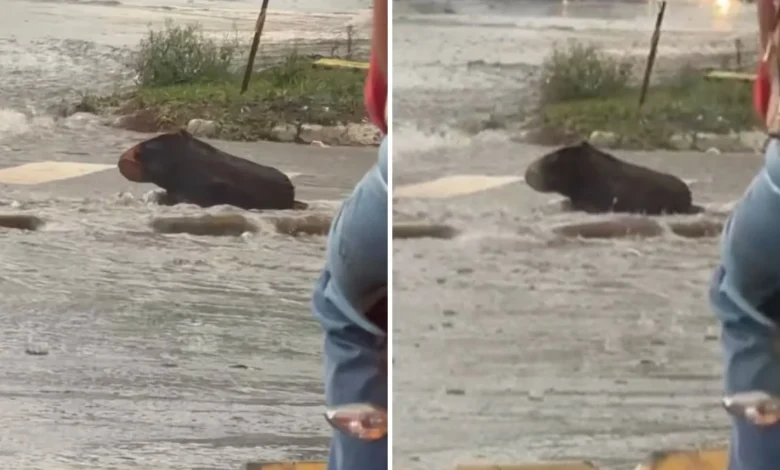 Engano viral: corretor de imóveis confunde tronco com capivara em meio à chuva em Goiânia