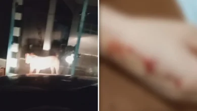 Família passa a noite em carro após ser expulsa de casa por ataque de pit bull em Goiás