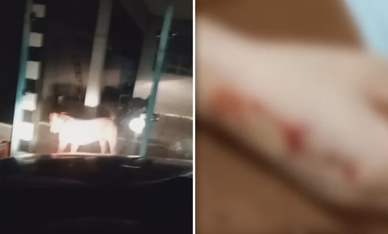 Família passa a noite em carro após ser expulsa de casa por ataque de pit bull em Goiás
