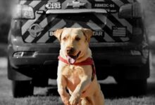 Fênix, o cão herói do Corpo de Bombeiros de Goiás, morre após trajetória de salvamentos