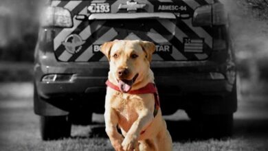 Fênix, o cão herói do Corpo de Bombeiros de Goiás, morre após trajetória de salvamentos