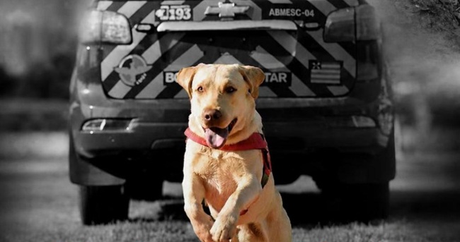 Fênix, o cão herói do Corpo de Bombeiros de Goiás, morre após trajetória de salvamentos
