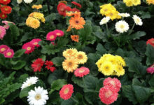 Gerbera: a flor vibrante que encanta em vasos e se torna um presente duradouro
