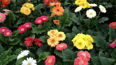 Gerbera: a flor vibrante que encanta em vasos e se torna um presente duradouro